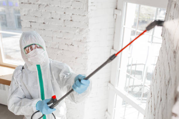  Rocky Mount, NC Mold Removal Pros