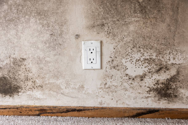 Professional Mold Removal in Rocky Mount, NC