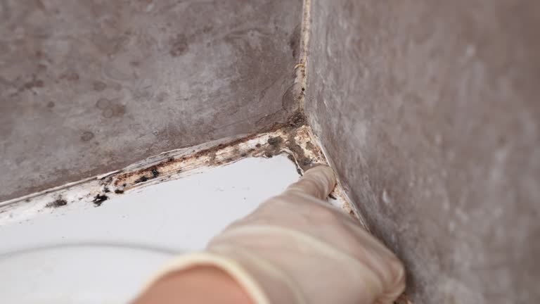 Best Mold Documentation for Insurance Claims  in Rocky Mount, NC